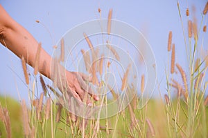 Close up woman hand is touching flower grass