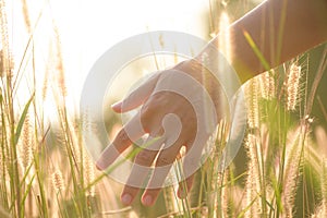 Close up woman hand is touching flower grass in field