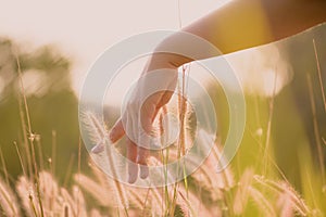 Close up woman hand is touching flower grass in field