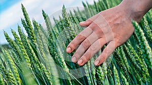 Close up of a woman hand touching of young growth green barley. slow motion of hand touching ear of wheat