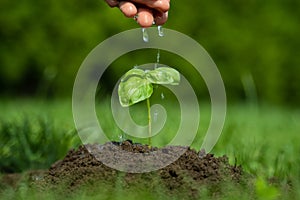 Close-up woman hand watering young plant on fertile soil