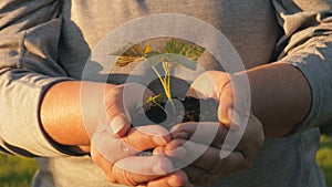 Close Up Woman Hands Caring Hold Soil With Small Green Tree Sapling At Sunset