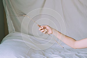 close up of woman hands holding ear of wheat on bed sheet with delicate soft natural light. Concept of hand care and manicure.
