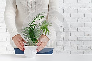 Close up of woman hands holding plant in flower pot at home