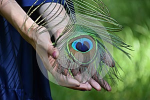 Close up woman hands and peacock feather nature dark green background.