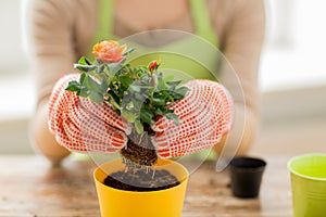 Close up of woman hands planting roses in pot