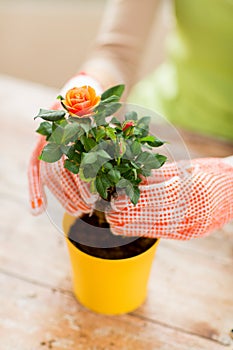 Close up of woman hands planting roses in pot