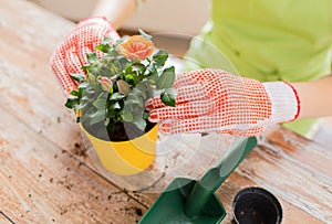 Close up of woman hands planting roses in pot