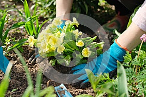 Close-up of woman hands planting yellow primrose flowers in garden