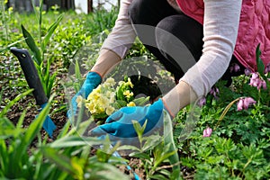 Close-up of woman hands planting yellow primrose flowers in garden