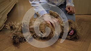 Close up: woman hands stroking cute brown Yorkshire terrier dog at home