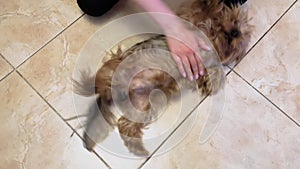 Close up: woman hands stroking cute brown Yorkshire terrier dog at home