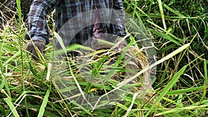 Close up of a woman harvesting rice on bali