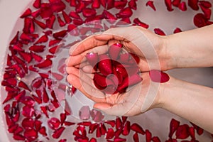 Valentines day surprise, close up woman holding red rose petals in hands,selfcare homespa photo