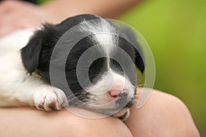 Close up of a woman holding small puppy on her lap