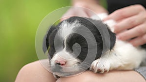 Close up of a woman holding small puppy on her lap.