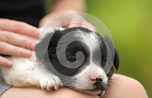 Close up of a woman holding small puppy on her lap