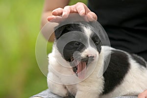 Close up of a woman holding small puppy on her lap