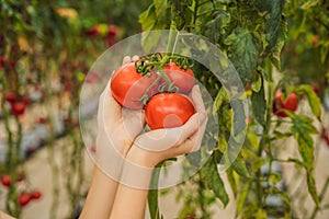 Close up of woman holding tomatoes on branch next to her face, thinking of eating it