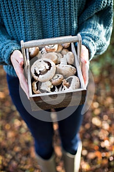 Close Up Of Woman Holding Wooden Basket Of Freshly Picked Wild Mu