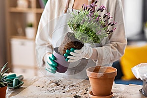 close up of woman planting pot flowers at home