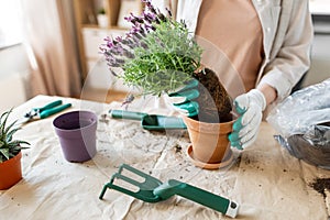 close up of woman planting pot flowers at home