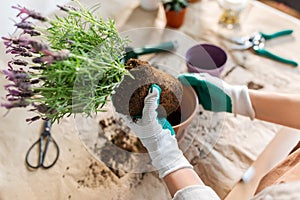 close up of woman planting pot flowers at home