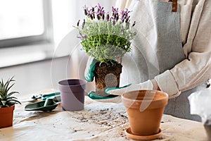 close up of woman planting pot flowers at home