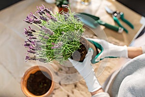 close up of woman planting pot flowers at home