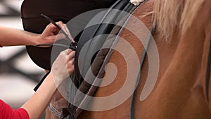 Close up woman preparing saddle for riding horse.