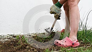 Close-up of a woman pulling up weeds