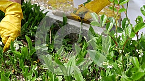 Close-up of a woman pulling up weeds