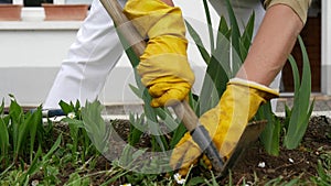 Close-up of a woman pulling up weeds