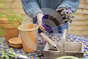 Close Up Of Woman Re-Potting Houseplant Into Larger Compost Filled Pot Outdoors photo
