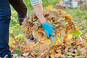 Close-up of woman& x27;s hand with bunch of leaves, in autumn garden