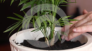 Close-up of a woman`s hand planting a flower in a flower pot at home. Occupation and hobby for a retired elderly person. Transplan