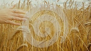Close-up of of Woman`s hand running through golden wheat field. Girl`s hand touching wheat closeup. Slow motion.