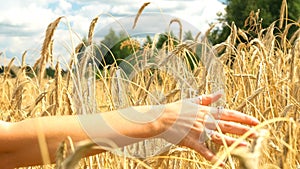 Close-up of of Woman`s hand running through golden wheat field. Girl`s hand touching wheat closeup. Slow motion.