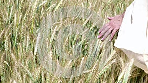 Close-up of woman`s hand running through wheat field, dolly shot. Filmed in 4K. Girl`s hand touching wheat ears closeup