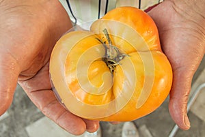 A close-up of a woman`s hand shows a home-grown ripe fresh yellow tomato, an organic farmers ` market, and a crop of vegetables