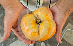 A close-up of a woman`s hand shows a home-grown ripe fresh yellow tomato, an organic farmers ` market, and a crop of vegetables