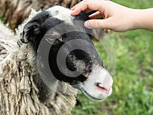 Close-up of a woman`s hand stroking a sheep`s head. Green blurred grass in the background. A mountain pasture. Animal love and