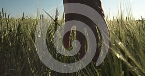 Close-up of a woman`s hand touching ears of wheat