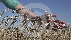 Close up of woman`s hand touching ripe goldish wheat ears