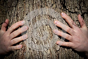 Close-up of Woman`s Hands embracing a Tree Trunk in the Forest. Tree hugging. Back to Nature concept. Touch and Love