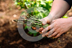 Close up of woman`s hands holding freshly picked asparagus in spring vegetable, kitchen garden