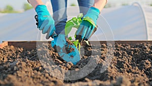 Close-up of woman's hands planting vegetable seedlings in soil