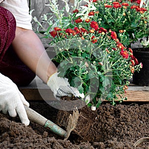 Close up of woman& x27;s hands in protective gloves planting flowers in the garden in spring close up