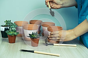 close up of a woman`s hands and small succulents, transplanting domestic plants into clay pots, Hobbies