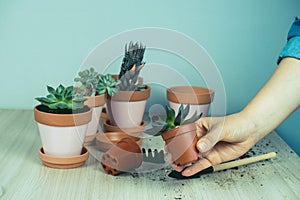 close up of a woman`s hands and small succulents, transplanting domestic plants into clay pots, Hobbies